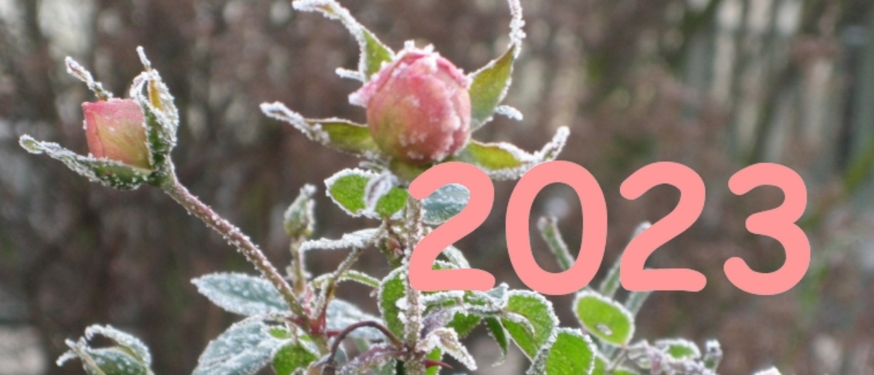 Rose mit Reif zum Jahreswechsel 2023